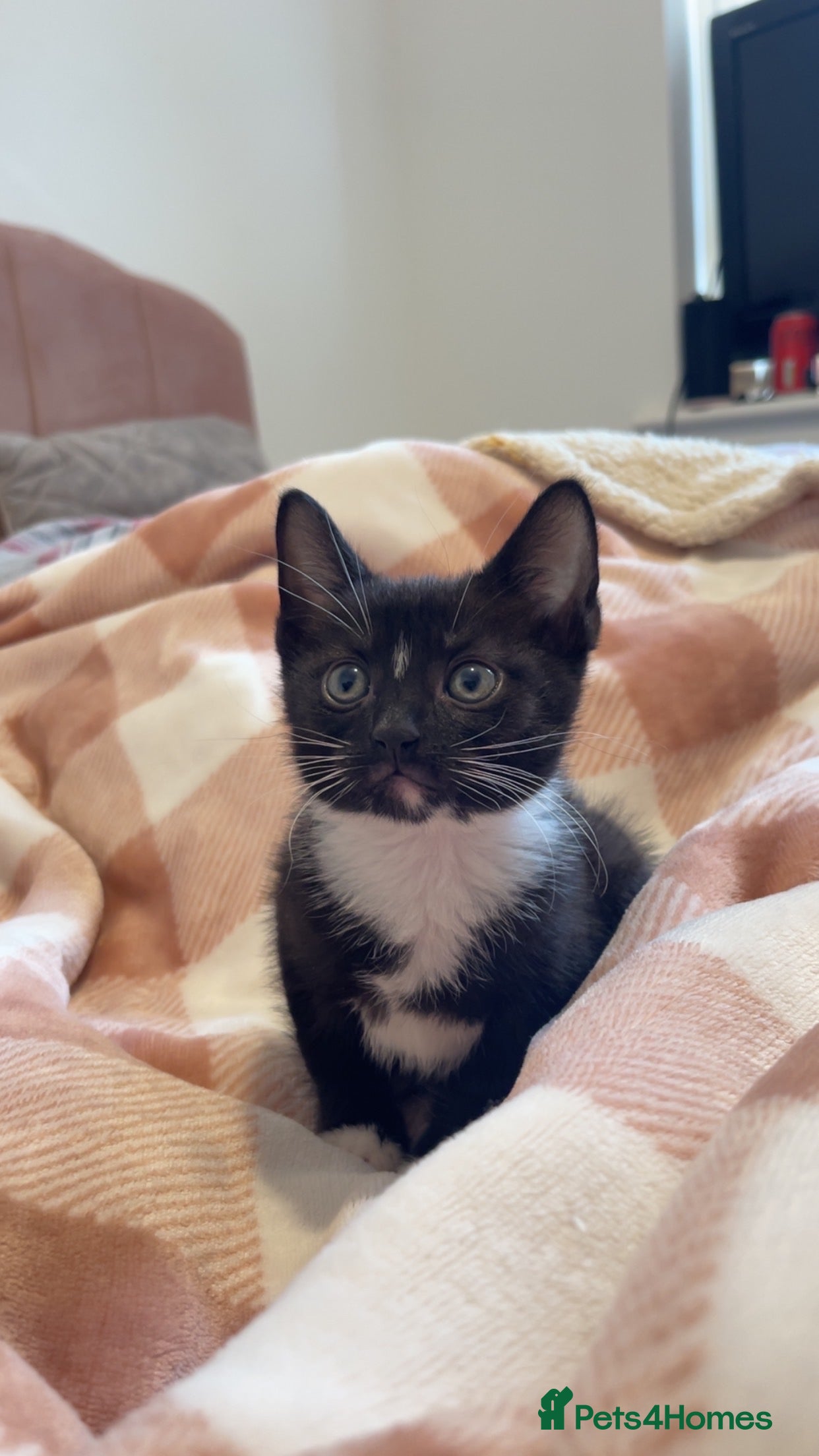 Domestic Shorthair cats One beautiful fluffy black and white female kitten - Advert 14