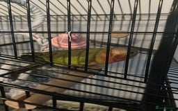 Parrots birds for sale: Princess Parrot  - Image 3