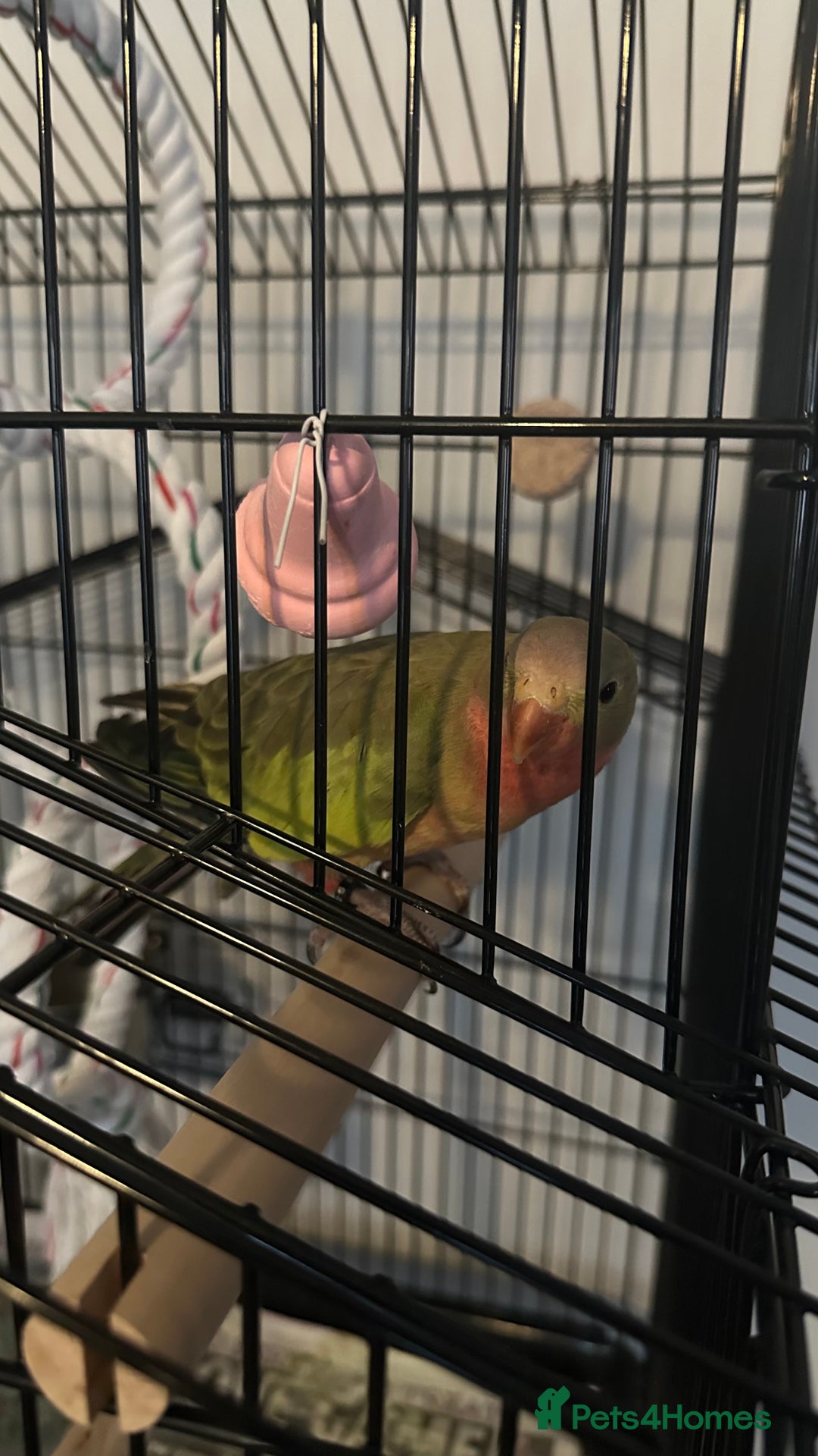 Parrots birds for sale: Princess Parrot  - Image 3