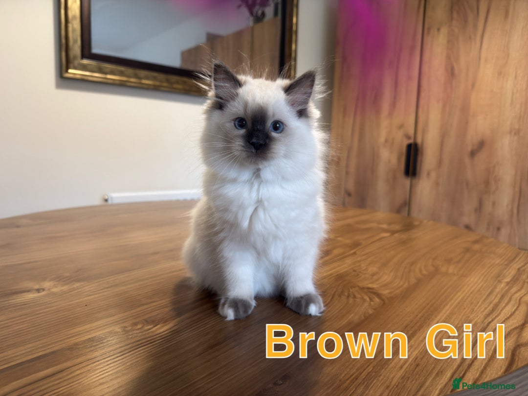 Ragdoll cats for sale: 6 Gorgeous Full Breed Ragdoll Kittens Ready to Go! - Advert 28