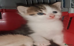 Domestic Shorthair cats for sale: Beautiful much loved kittens. - Image 3
