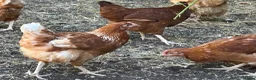 Chickens poultry for sale: Point of lay hens  - Advert 5