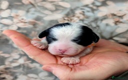 Toy Poodle dogs for sale: 🖤CAVAPOO BABIES🖤TESTED PARENTS! - Advert 17