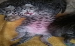 RagaMuffin cats for sale: Ragamuffin x ragdoll  - Image 1