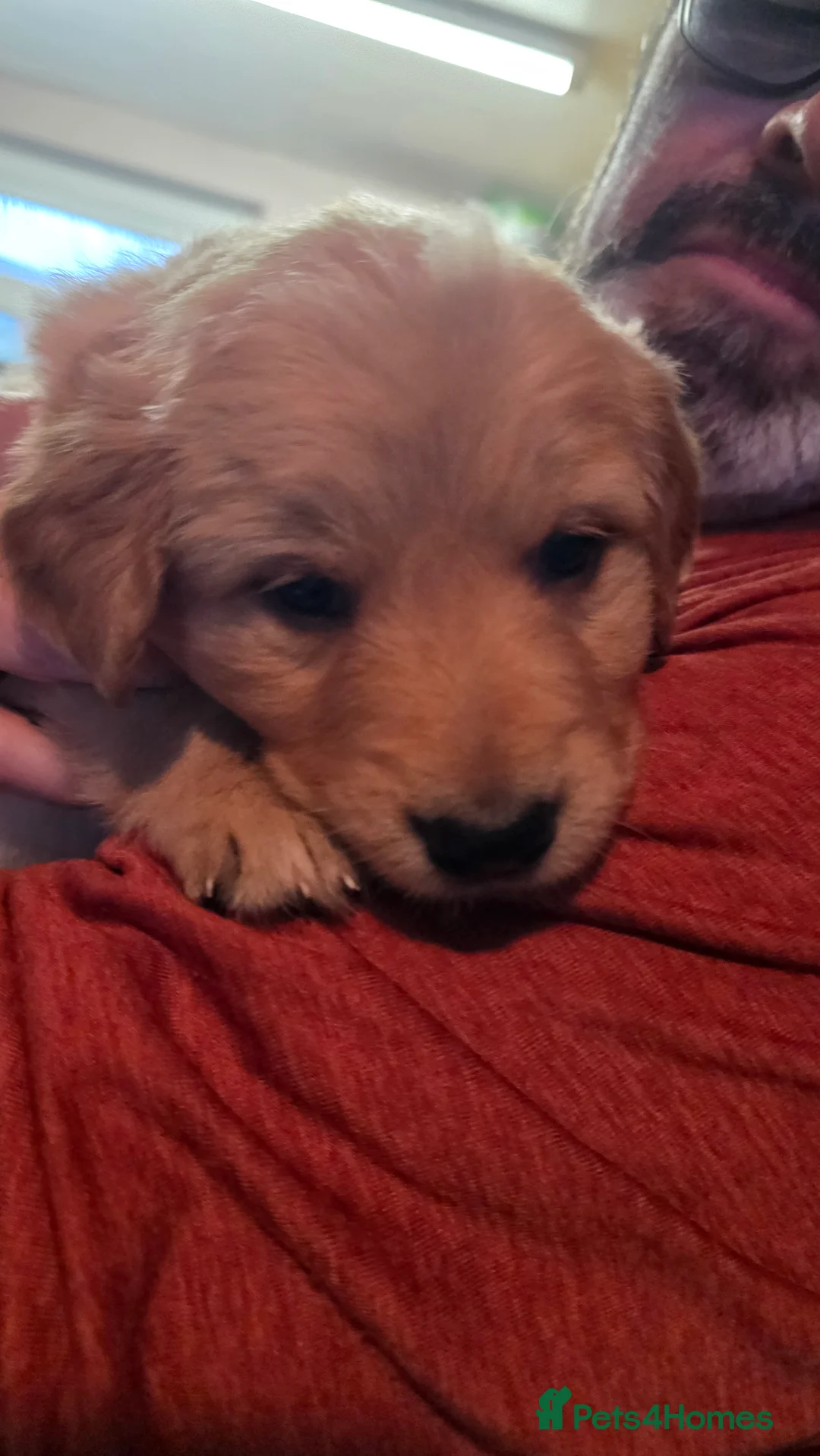 Mixed Breed dogs for sale: Golden shepherds - Advert 18