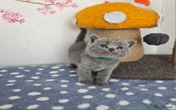 British Shorthair cats for sale: Gccf British Shorthair kittens  - Image 12