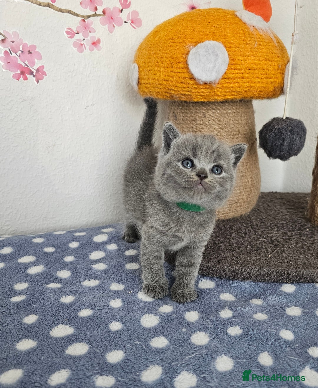 British Shorthair cats for sale: Gccf British Shorthair kittens  - Image 12