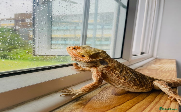 Bearded Dragon reptiles - Advert 1