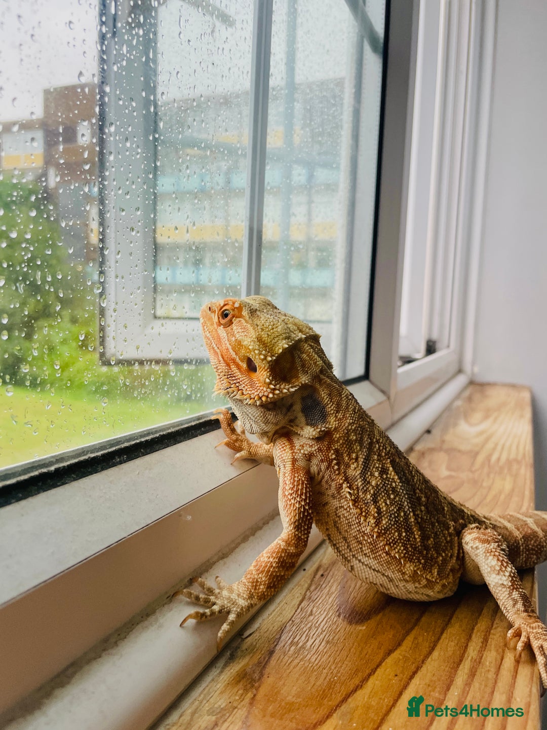 Bearded Dragon reptiles for sale: Bearded Dragon - Male - Image 1