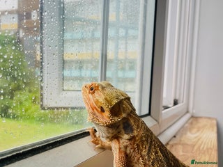 Bearded Dragon reptiles - Advert 32