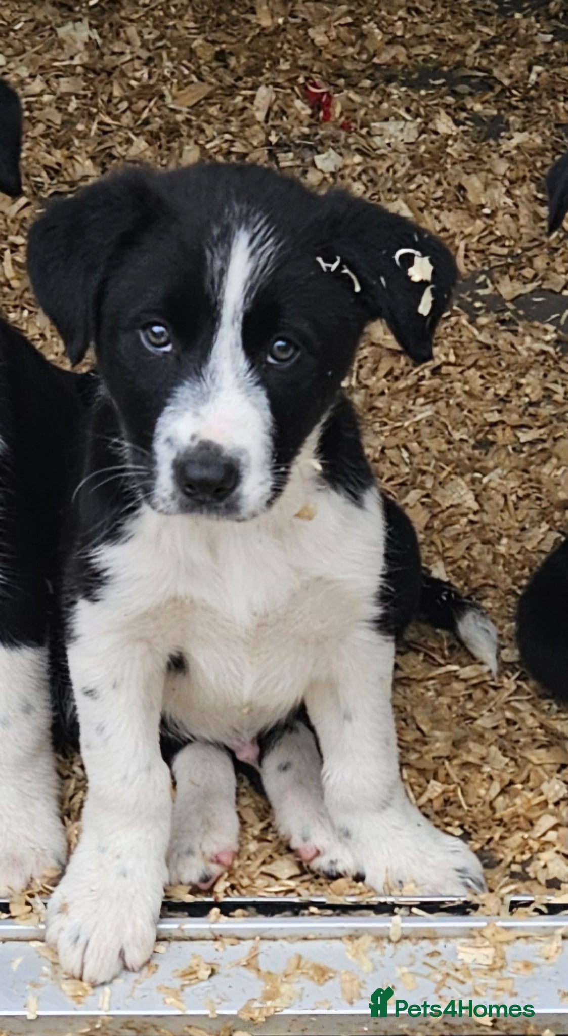 Border Collie dogs 1 Border Collie Dog Pup - Advert 7