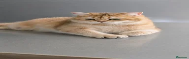 Sahara 