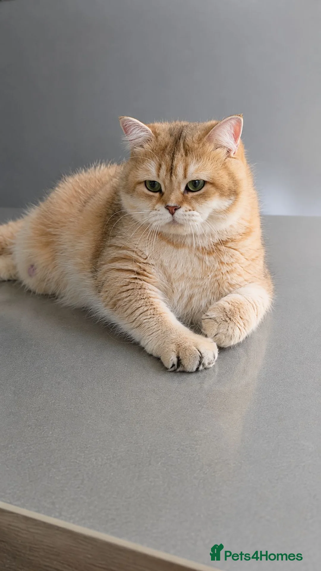 British Shorthair cats for sale: Sahara – Black Golden Tipped British Shorthair  - Advert 3