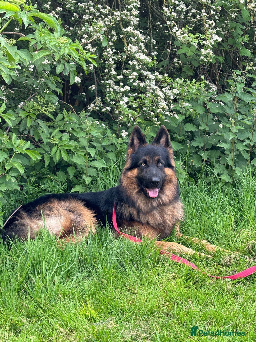 German Shepherd dogs for stud: Herman Kennel Club registered GSD-stud in Doncaster - Image 8