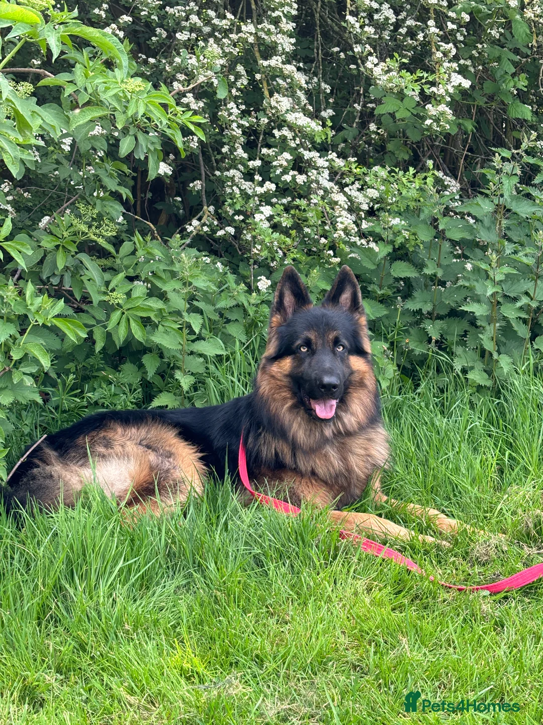 German Shepherd dogs for stud: Herman Kennel Club registered GSD-stud in Doncaster - Advert 8