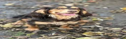 Cocker Spaniel dogs for sale: Beautiful Cocker Spaniel Puppies - Advert 3
