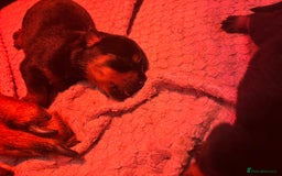 Rottweiler dogs for sale: Pedigree German chunky Rottweiler puppies  - Image 13