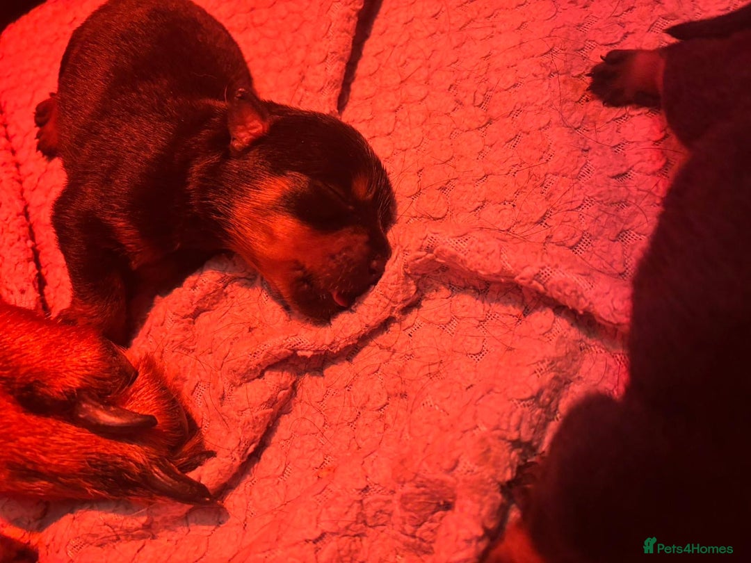 Rottweiler dogs for sale: Pedigree German chunky Rottweiler puppies  - Image 13