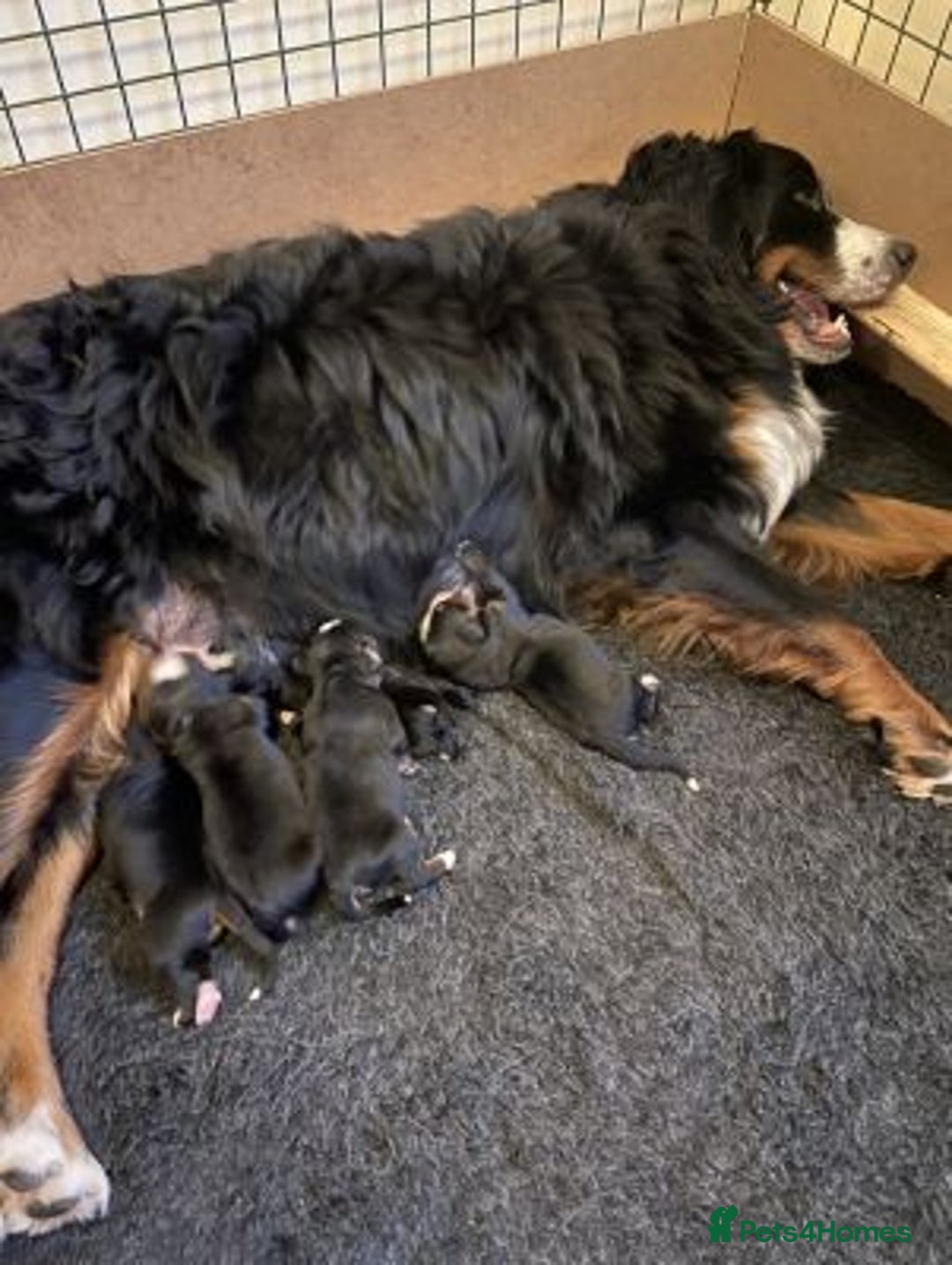 Bernese Mountain Dog dogs for sale: Bernese Mountain Dog Puppies  - Advert 3