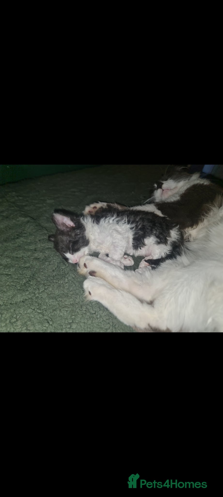 Mixed Breed cats for sale: Fabulous trio  - Advert 10