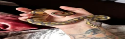 Python Snake reptiles for sale: Royal python male - Advert 1