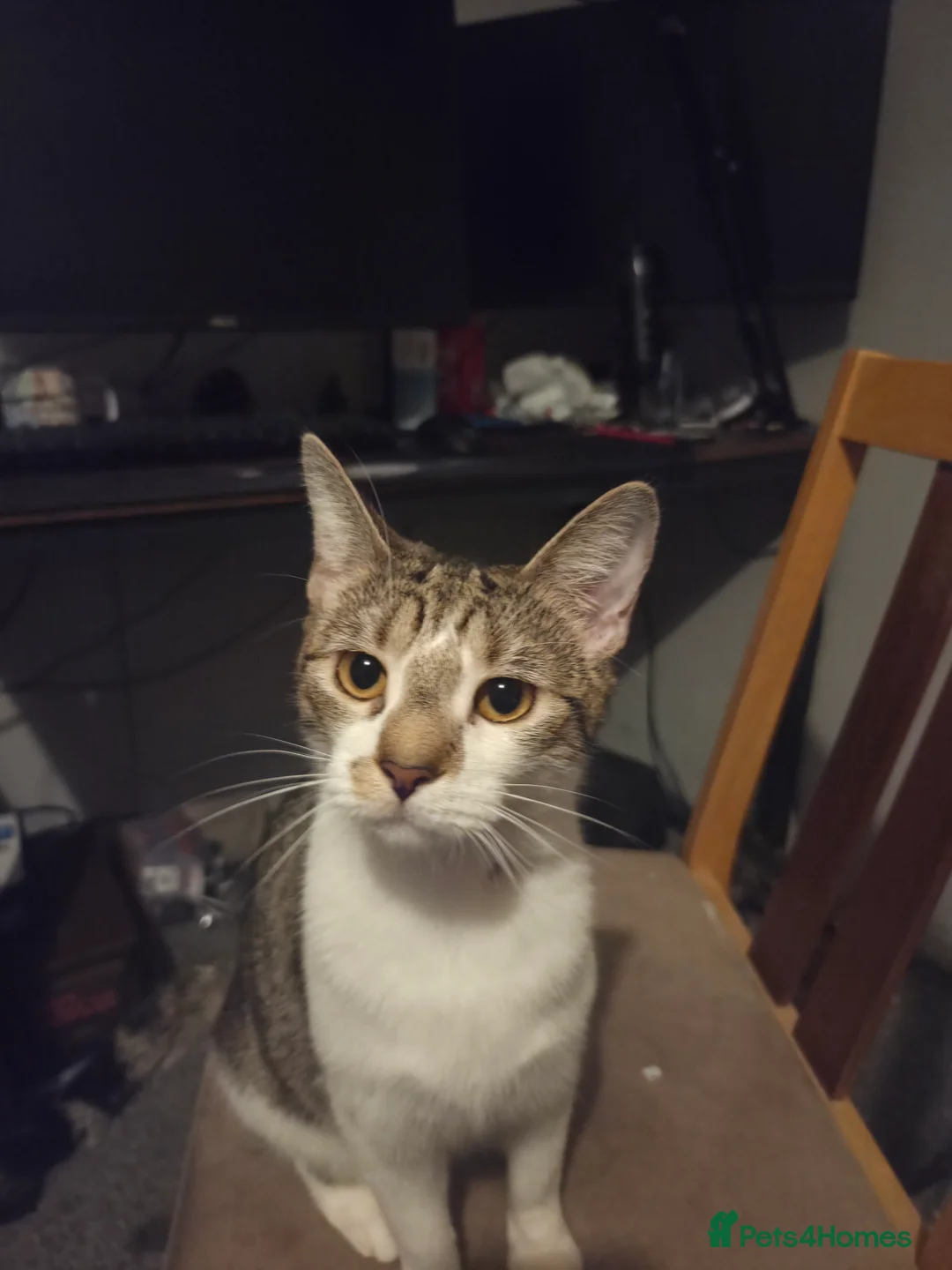 Mixed Breed cats for sale: 2 female kittens ready to go friday - Advert 3