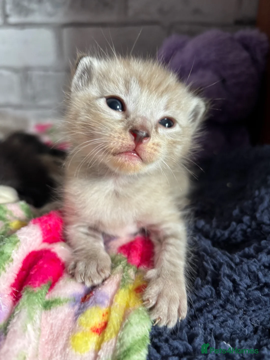 Ragdoll cats for sale: 2 ragdoll mix kittens  - Advert 1