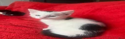 Mixed Breed cats for sale: Male & female kittens ready now  - Advert 5