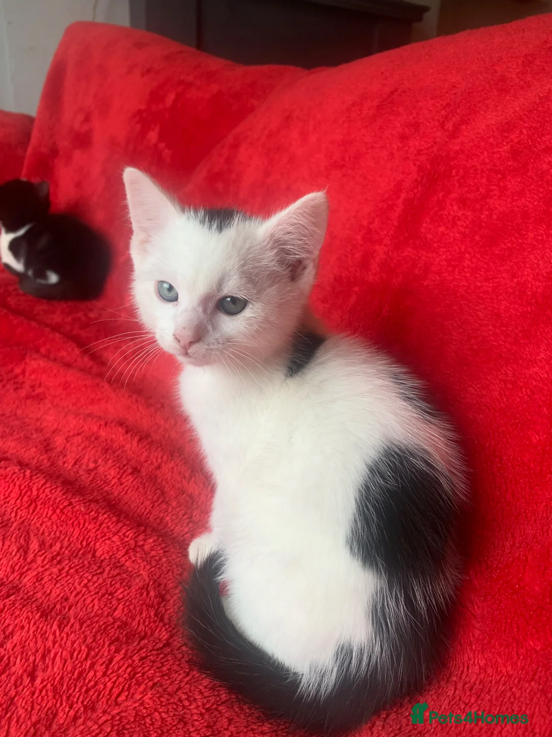 Mixed Breed cats for sale: Male & female kittens ready now  - Advert 5