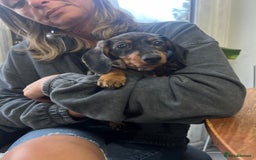 Miniature Dachshund dogs for sale: Miniature Daschunds  - Image 34