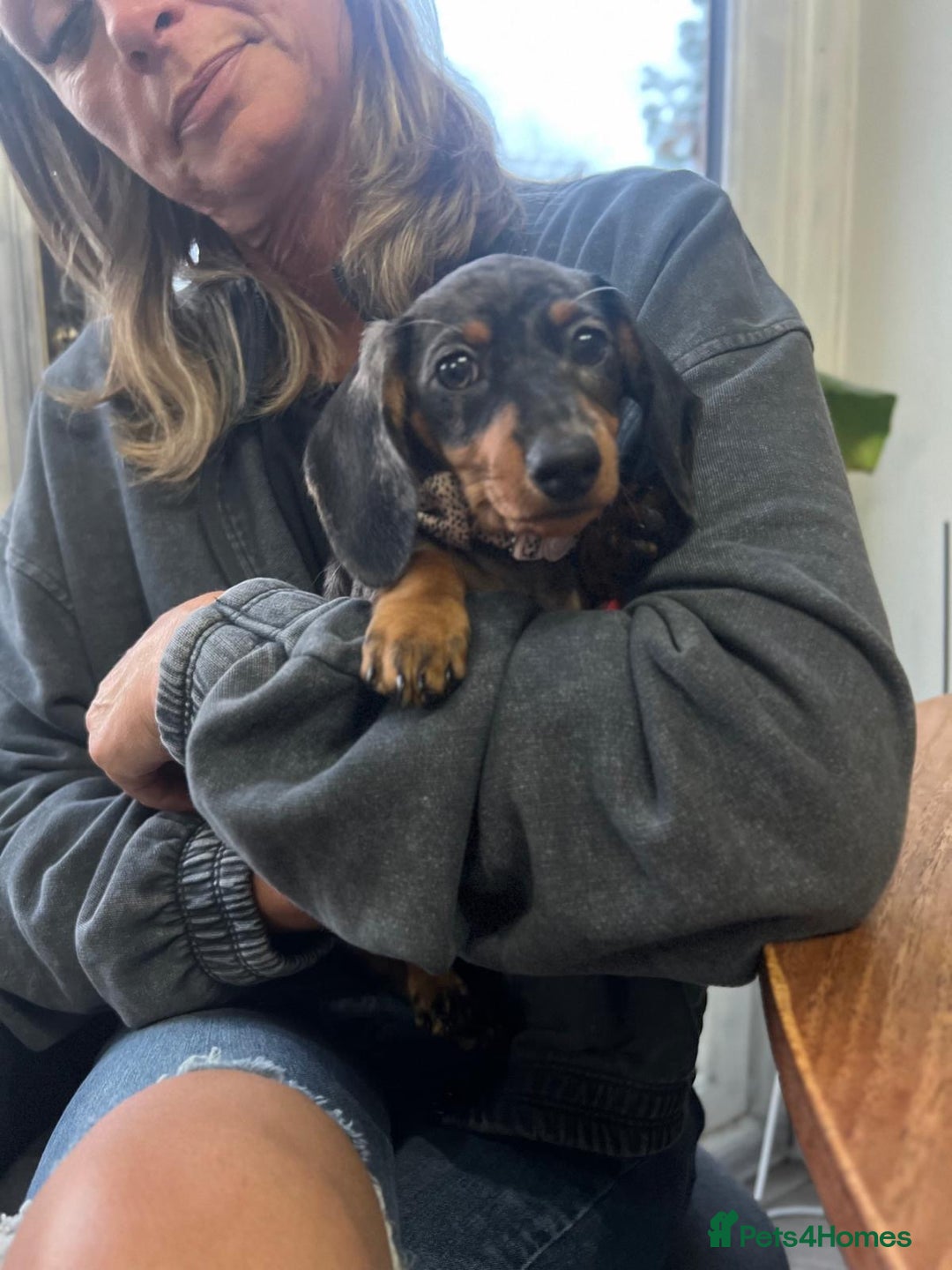 Miniature Dachshund dogs for sale: Miniature Daschunds  - Image 34