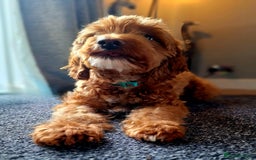 Cockapoo dogs for sale: f1 apricot cockapoo - Advert 1