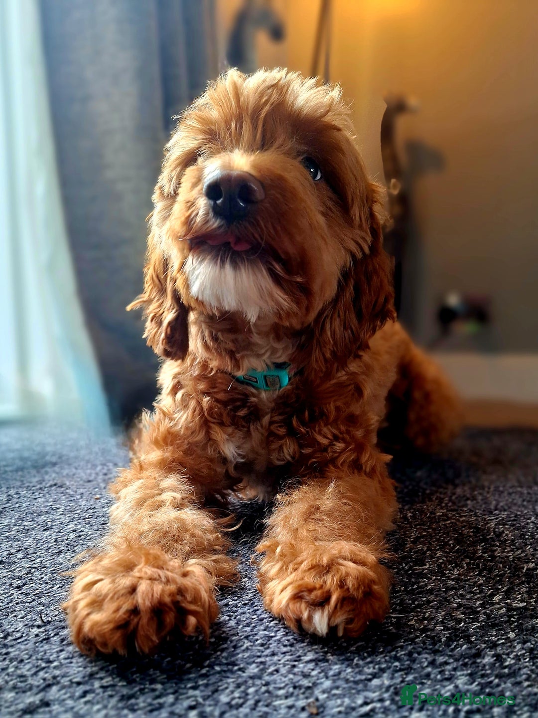 Cockapoo dogs for sale: f1 apricot cockapoo - Advert 1