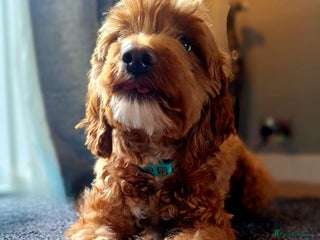 Cockapoo dogs f1 apricot cockapoo - Advert 1