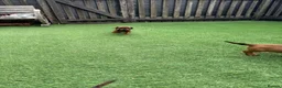 Miniature Dachshund dogs for sale: Miniature Daschund  - Advert 34