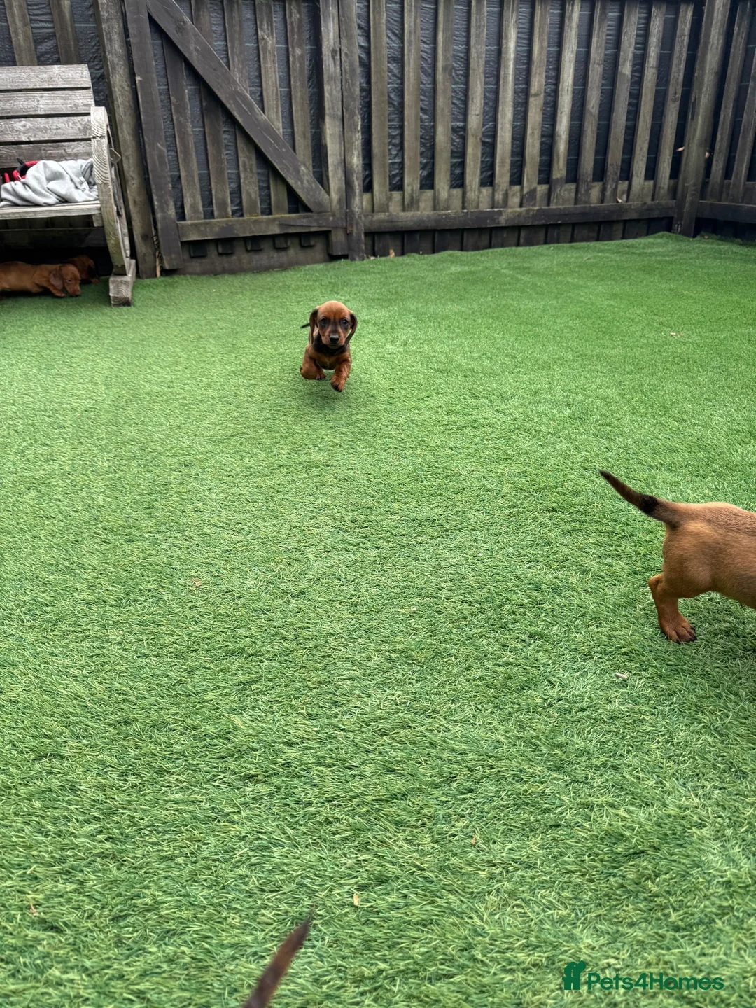 Miniature Dachshund dogs for sale: Miniature Daschund  - Advert 34