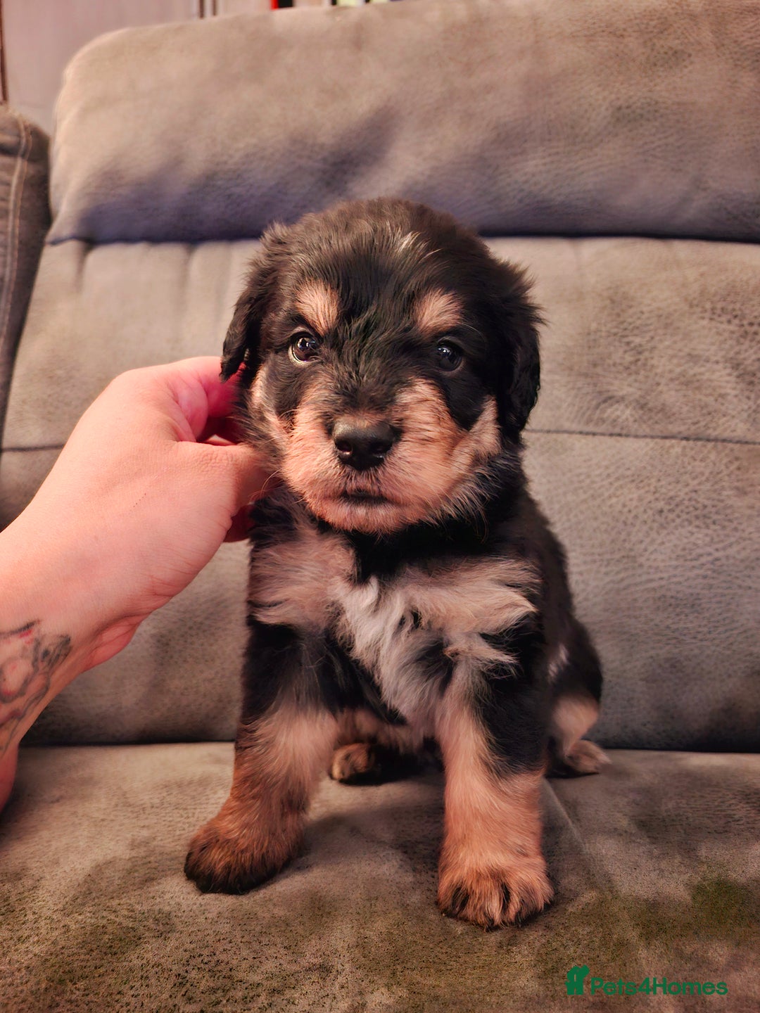 Mixed Breed dogs for sale: F1b health tested Rottiepoo puppies - Advert 10