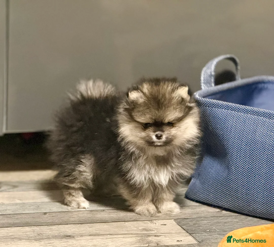 Pomeranian dogs for sale: Stuning Rare Colour Pomeranian Boy - Wolf Sable  - Advert 3