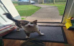 Maine Coon cats for sale: Maine coon mix- male 16months - Image 3