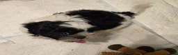 Shih Tzu dogs for sale: LOVELY GIRLS CUTE SHIH TZU PUPPIES READY NOW - Advert 7