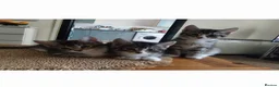 Mixed Breed cats for sale: Tubby kitten - Advert 3