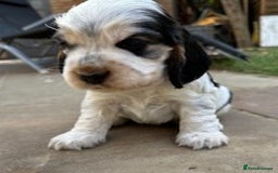 Cocker Spaniel dogs for sale: Show Type KC Cocker Spaniels, 5 star Breeder - Image 6