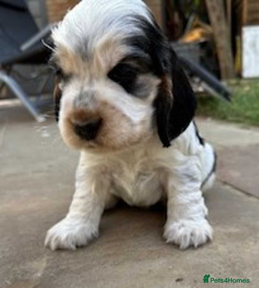 Cocker Spaniel dogs for sale: Show Type KC Cocker Spaniels, 5 star Breeder - Image 6
