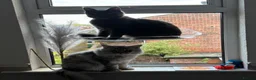 Maine Coon cats for sale: Stunning litter of pure bred Maine Coon kittens - Advert 24