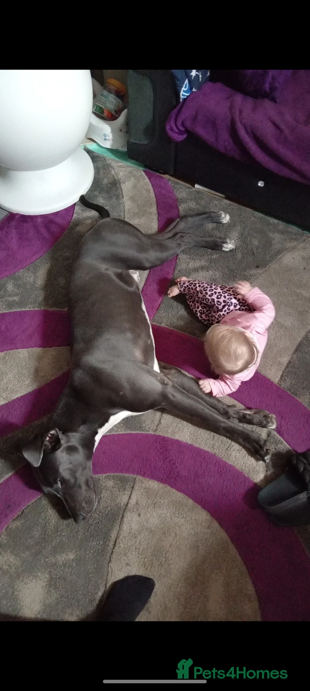 Mixed Breed dogs for sale: Lurcher x American bully  - Advert 4