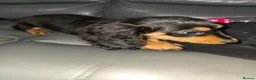 Dachshund dogs for sale: Dachshund - Advert 7