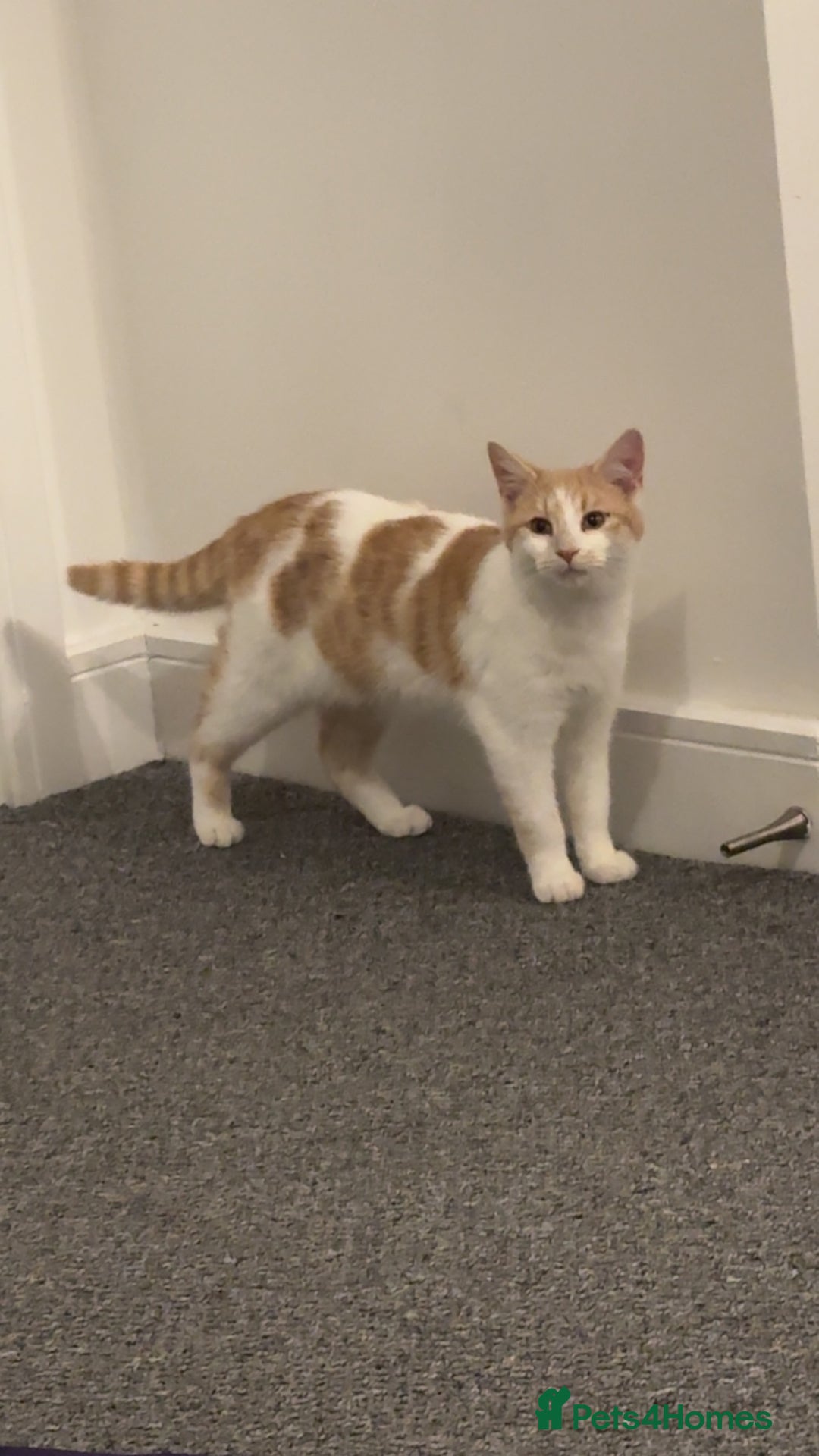 Mixed Breed cats for sale: Beautiful  - Advert 3