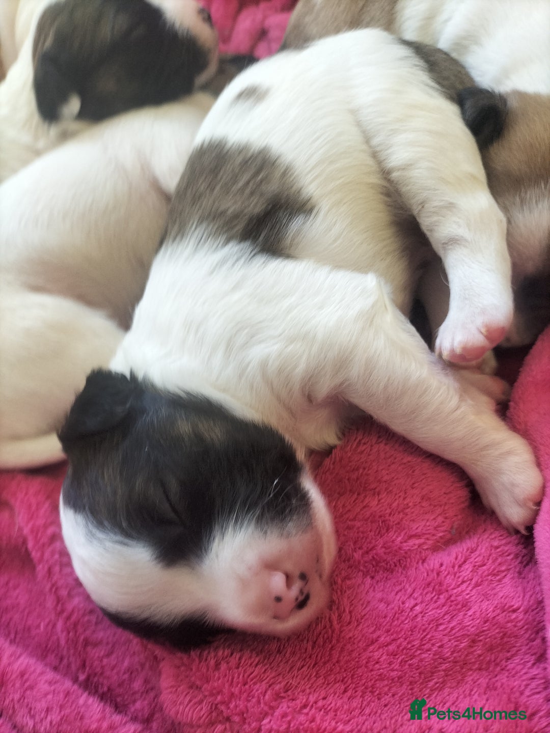 Mixed Breed dogs for sale: Cute litter of puppies  - Advert 26