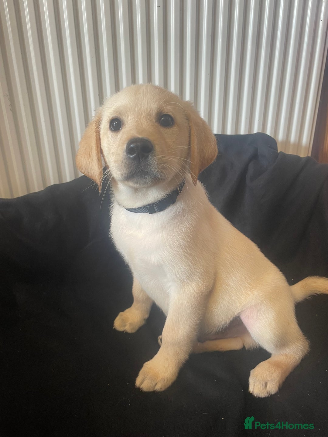 Labrador Retriever dogs for sale: Beautiful Andrex Labrador Puppy’s  - Image 18