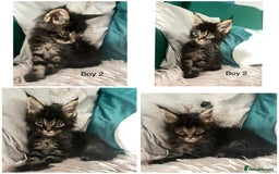 Maine Coon cats for sale: XXL Maine Coon kittens 🔥rare Black Smoke  - Image 32
